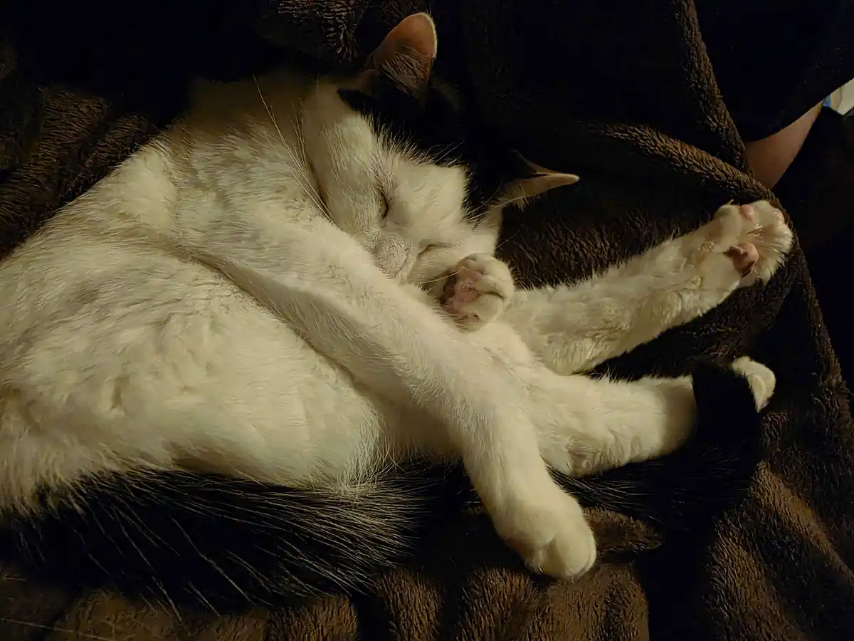 A white and black cat is curled up asleep on a dark brown blanket, its paws splayed out in a relaxed, almost human-like…