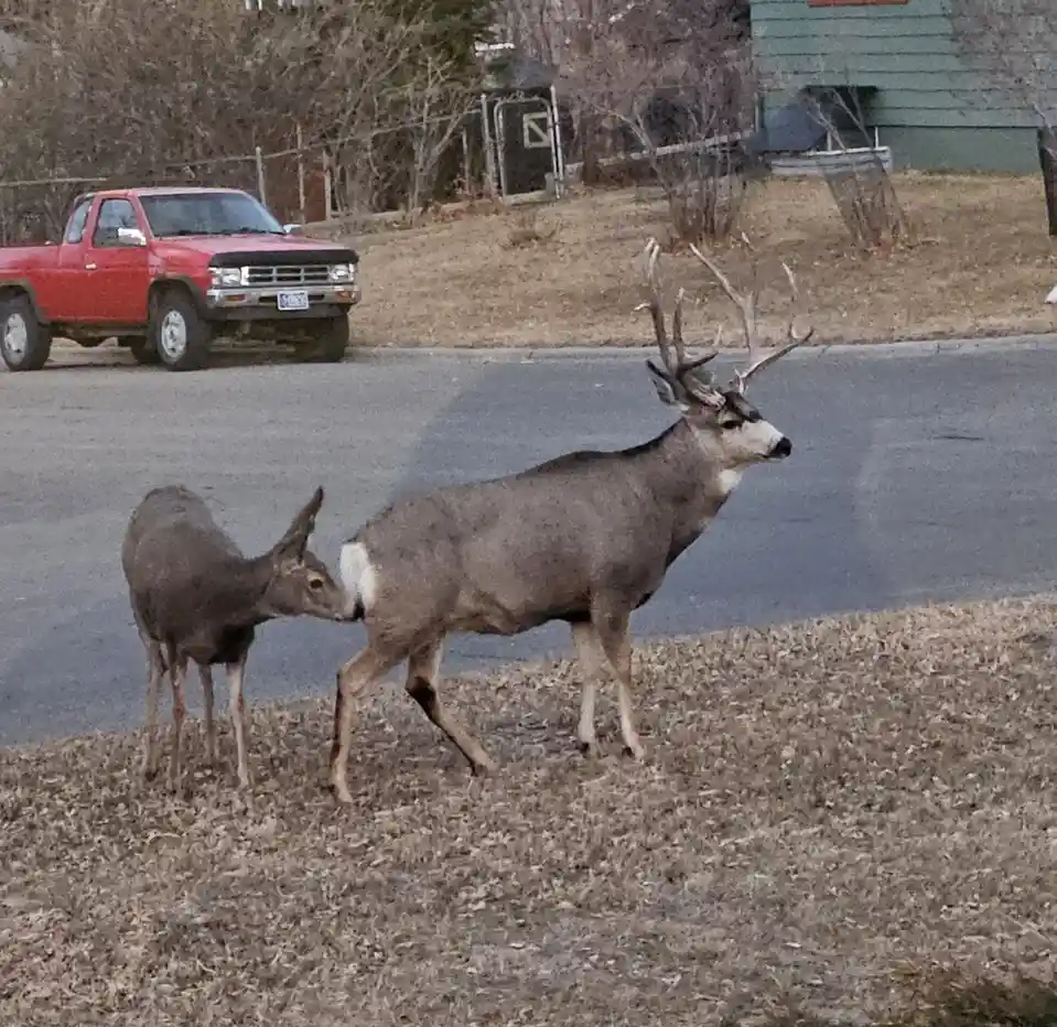 A large male deer with antlers stands on a grassy slope next to a smaller deer, both near a paved road with a red pickup…