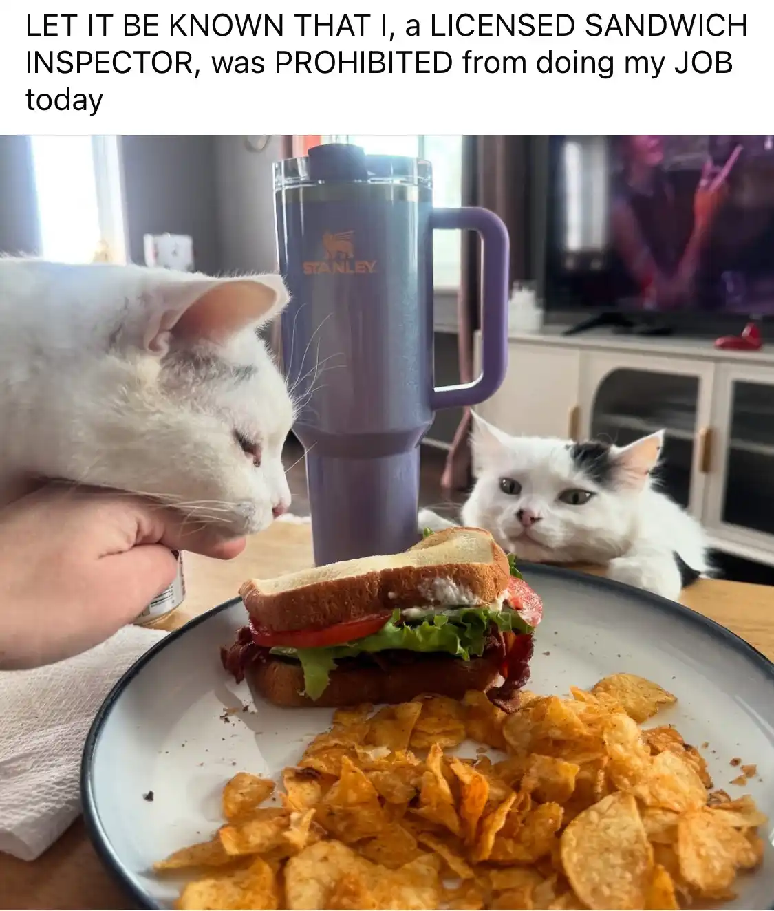 A white cat is being held by a person's hand, leaning in to sniff a sandwich on a plate with chips, while another white and…