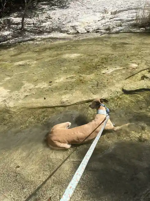 A tan dog wearing a patterned leash and collar is sitting in shallow, clear water, looking away from the camera. The leash…