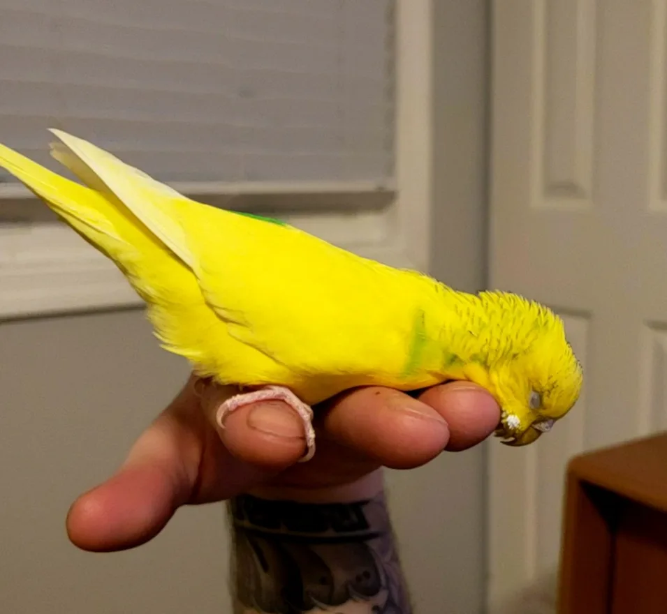 A bright yellow budgerigar perched on a person's hand, looking downward with a sleepy or unenthusiastic expression. The…