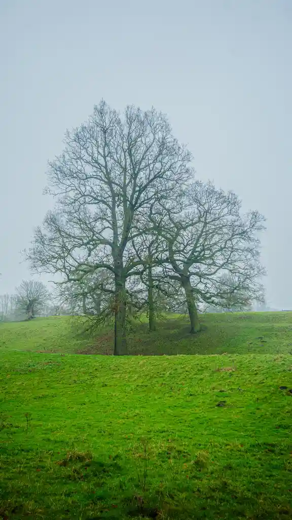 A lone, leafless tree stands on a grassy hill under an overcast sky, its bare branches sprawling outward. The image is…