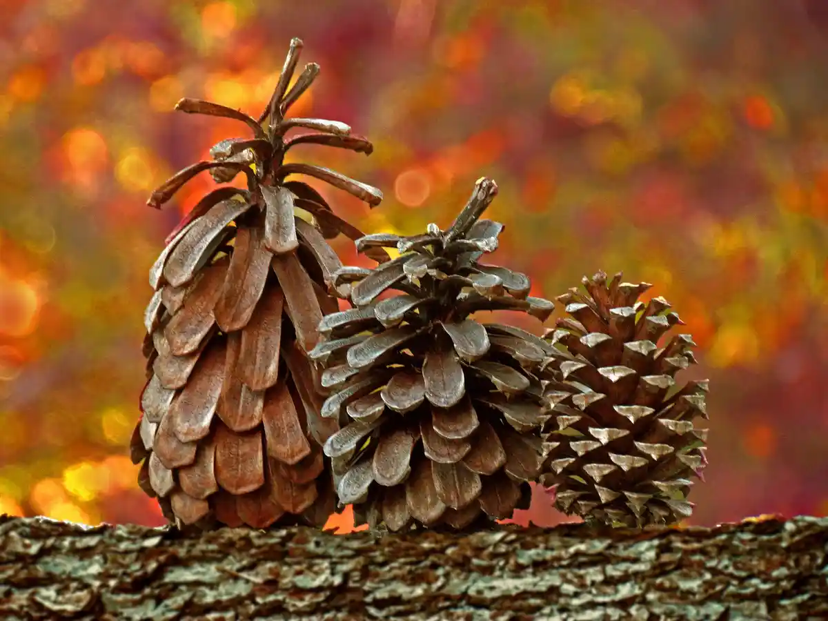 Three pine cones of varying sizes sit on a rough tree branch against a blurred, colorful autumnal background of orange, red…