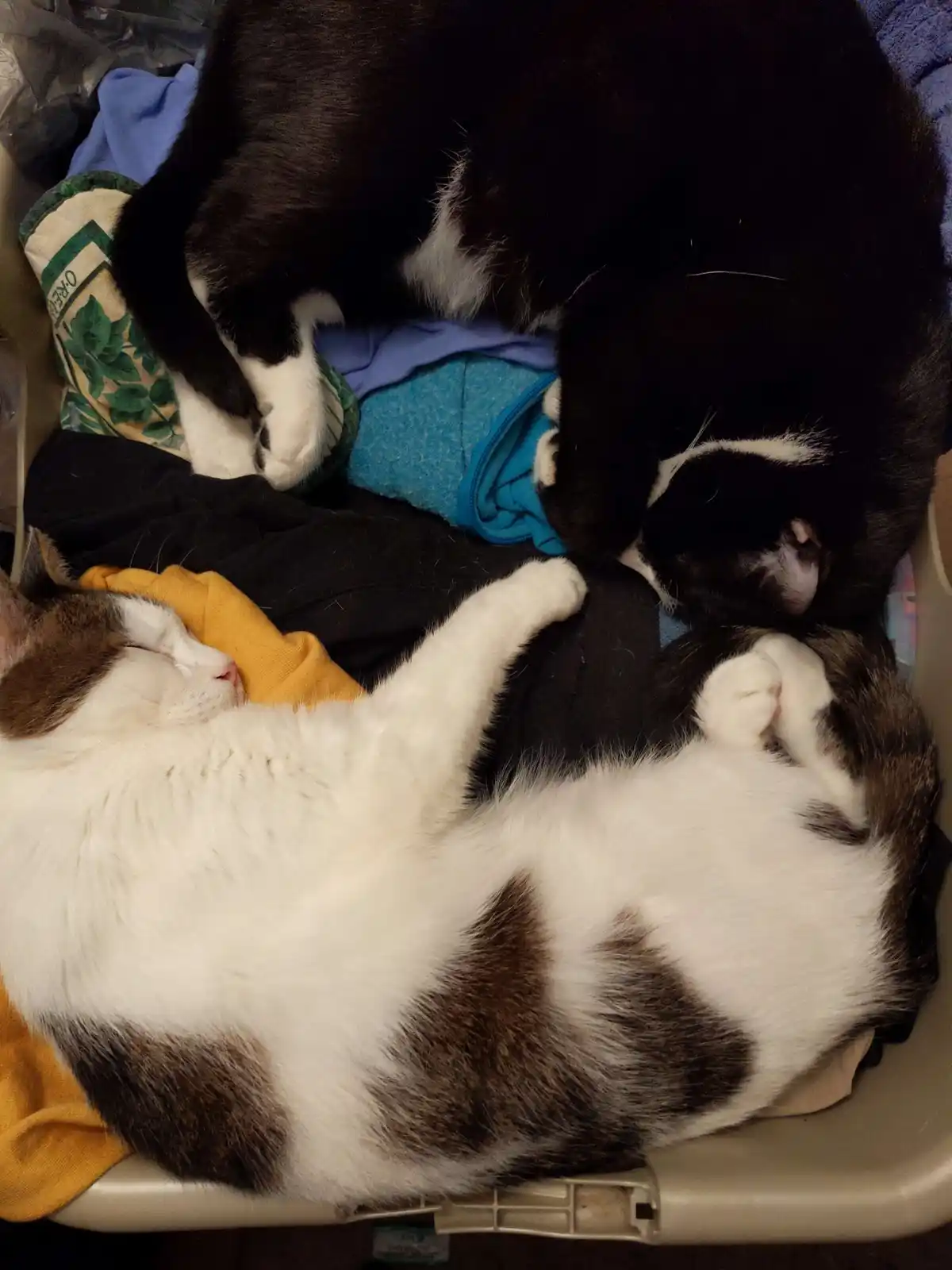 Two cats are sleeping soundly in a laundry basket filled with clothes. One cat, mostly black with white paws, lies curled up…