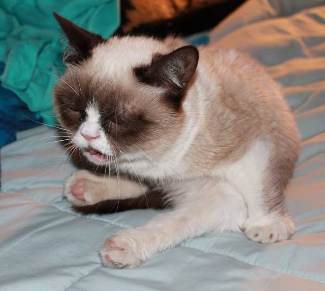 A close-up photo of a fluffy, light-colored cat with dark facial markings, lying on a bed and looking visibly annoyed or…