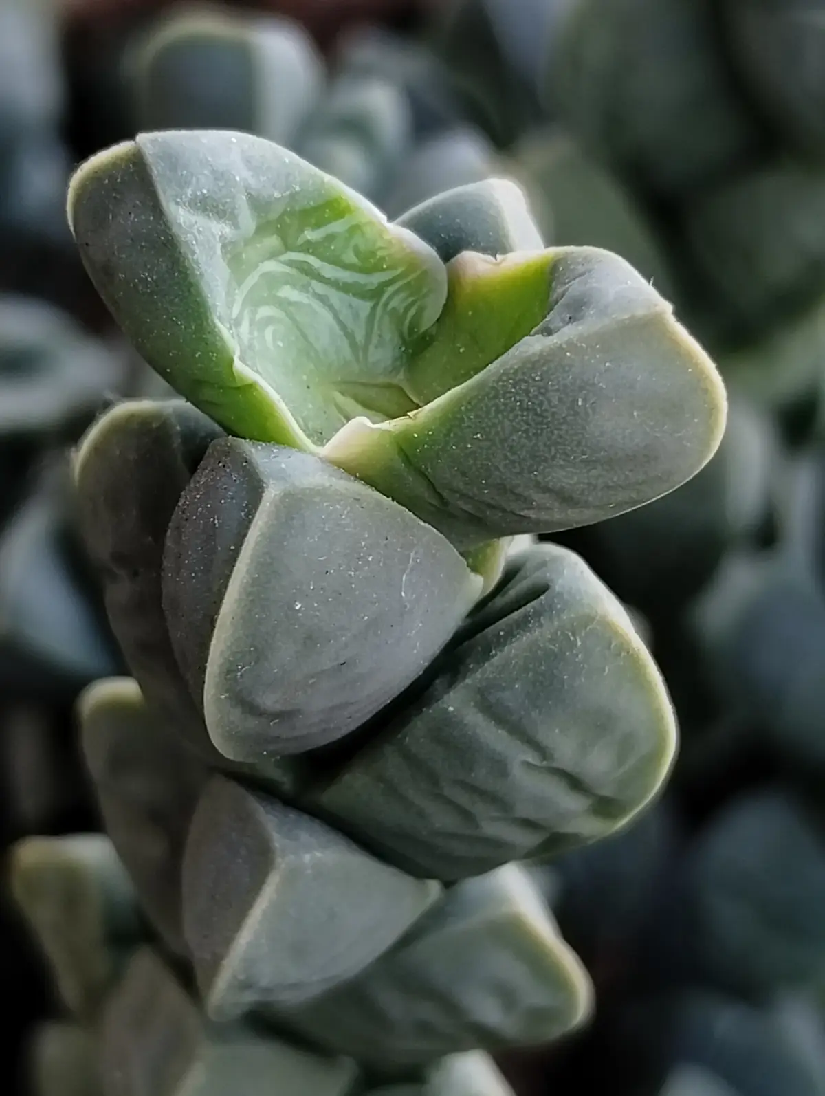 A close-up photo of a succulent plant with thick, fleshy, gray-green leaves arranged in a rosette pattern, some leaves…