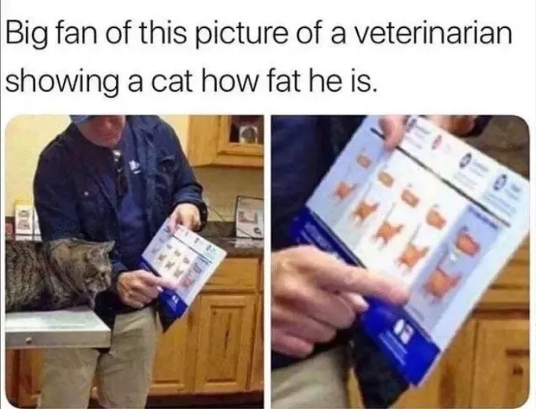 A split image shows a veterinarian holding a cat body condition chart while pointing to the 'obese' category, with a tabby…