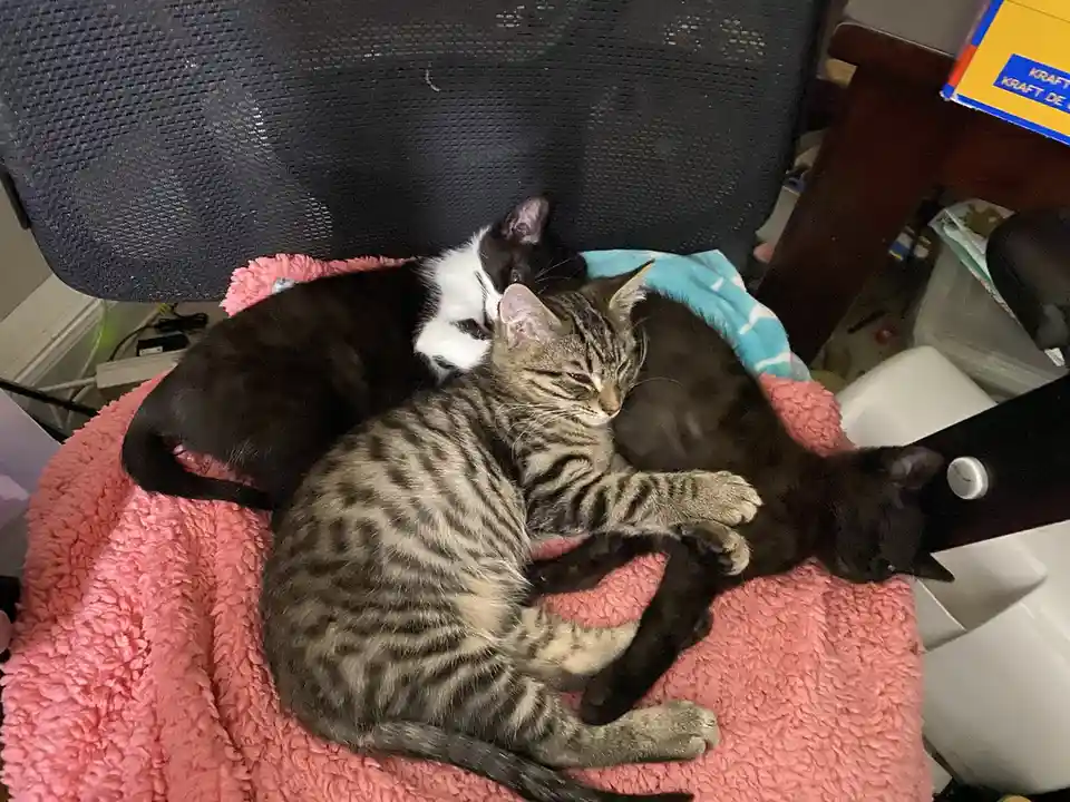 Three cats are curled up together on a pink fluffy blanket atop a black office chair. A tabby cat is in the center, with a…