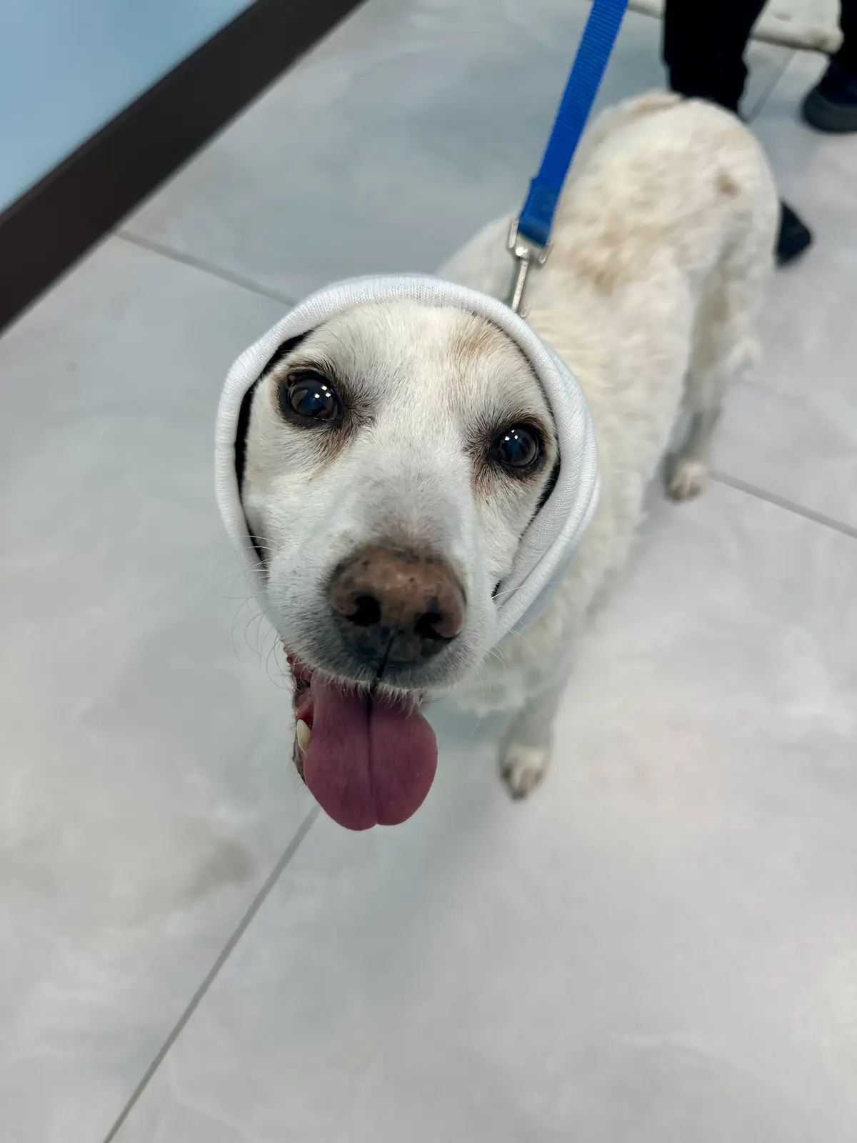 A white dog with a brown nose and black markings around its eyes is wearing a white cone collar, looking up with its tongue…