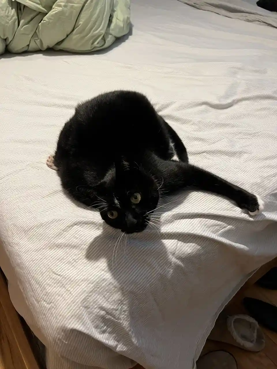 A black cat with white paws and green eyes is lounging on a white striped bedsheet, looking directly at the camera with a…