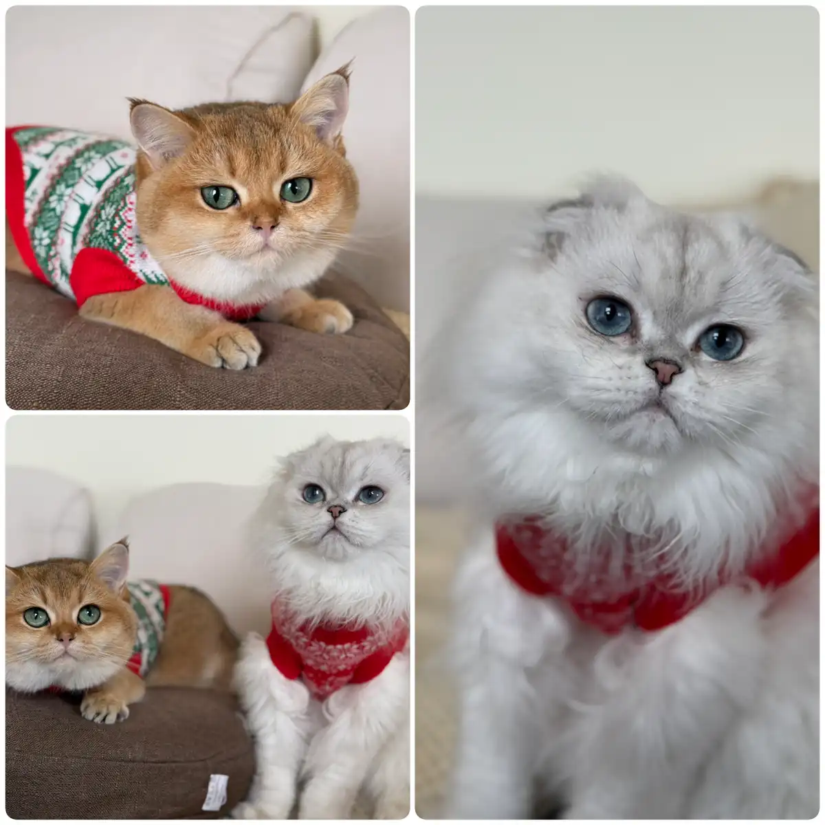 A collage of three photos featuring two cats wearing festive sweaters. One is a ginger cat in a red and green patterned…