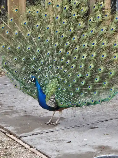 A male peacock stands on a concrete sidewalk with its magnificent tail feathers fully fanned out, displaying numerous…