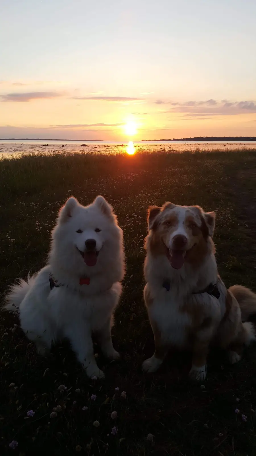 Two dogs, a fluffy white Samoyed and a red merle Australian Shepherd, sit side-by-side in a grassy field at sunset, both…