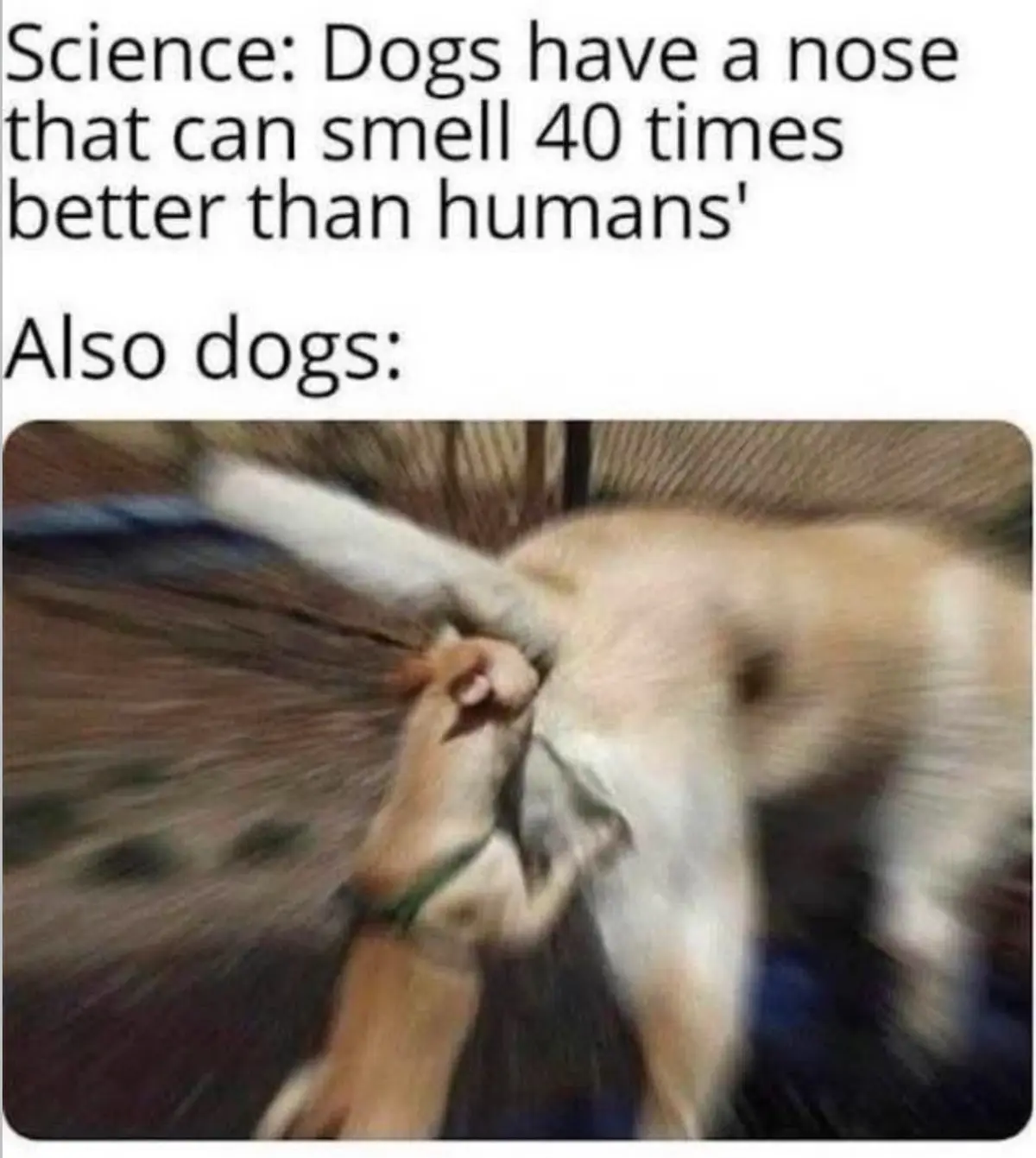 The image shows a blurry, motion-blurred photo of a light-colored dog being held by its tail by a human hand. The text above…