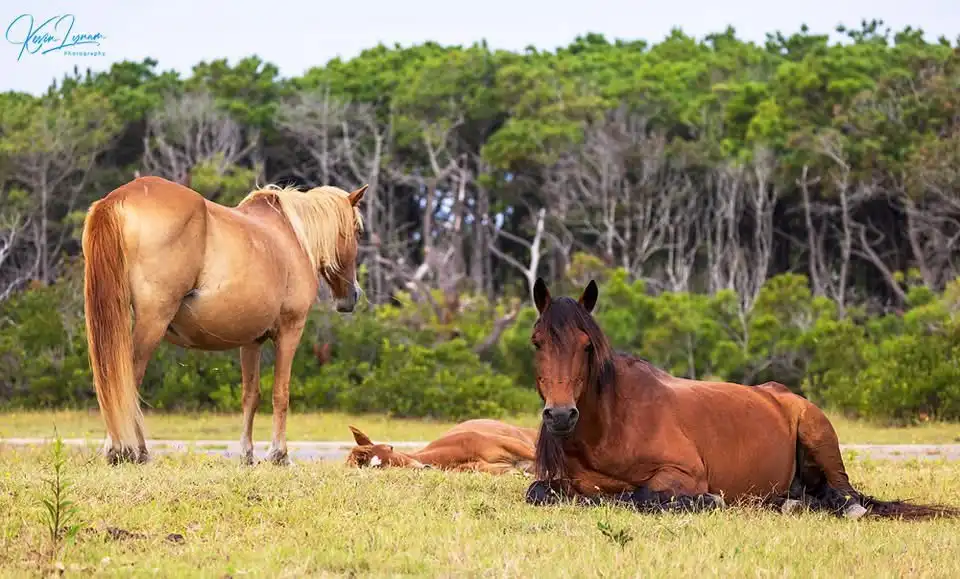 three horses are in a grassy field with trees in the background; one brown horse lies down looking at the camera, another…