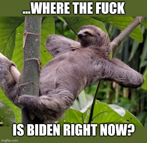 A sloth is hanging lazily from a tree branch in a lush green jungle, looking dazed and unbothered. White bold text overlaid…