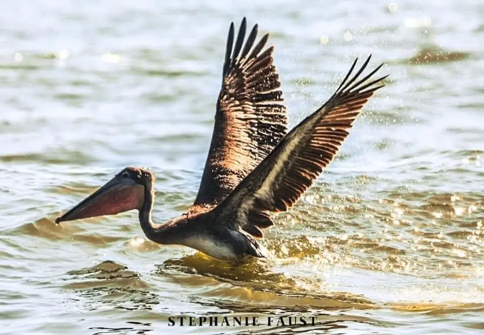 A brown pelican is captured mid-flight, wings spread wide as it takes off from or lands on sunlit, rippling water, creating…
