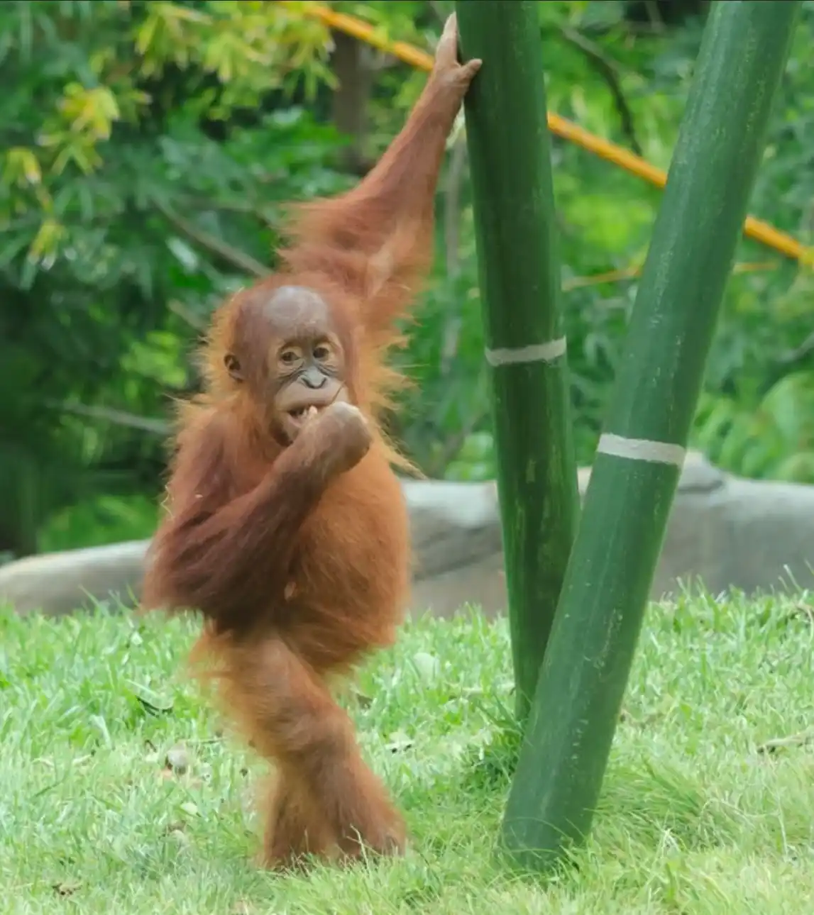 A young orangutan with reddish-brown fur stands on grassy ground, one hand gripping a green bamboo pole while the other is…