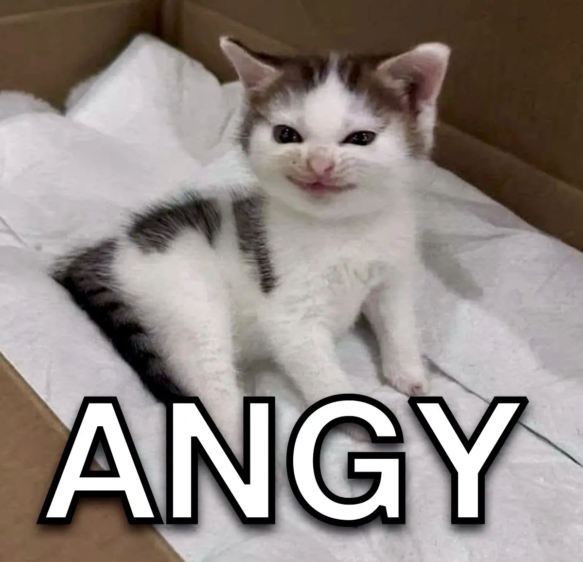 A small white and gray tabby kitten sits in a cardboard box lined with white fabric, looking directly at the camera with…