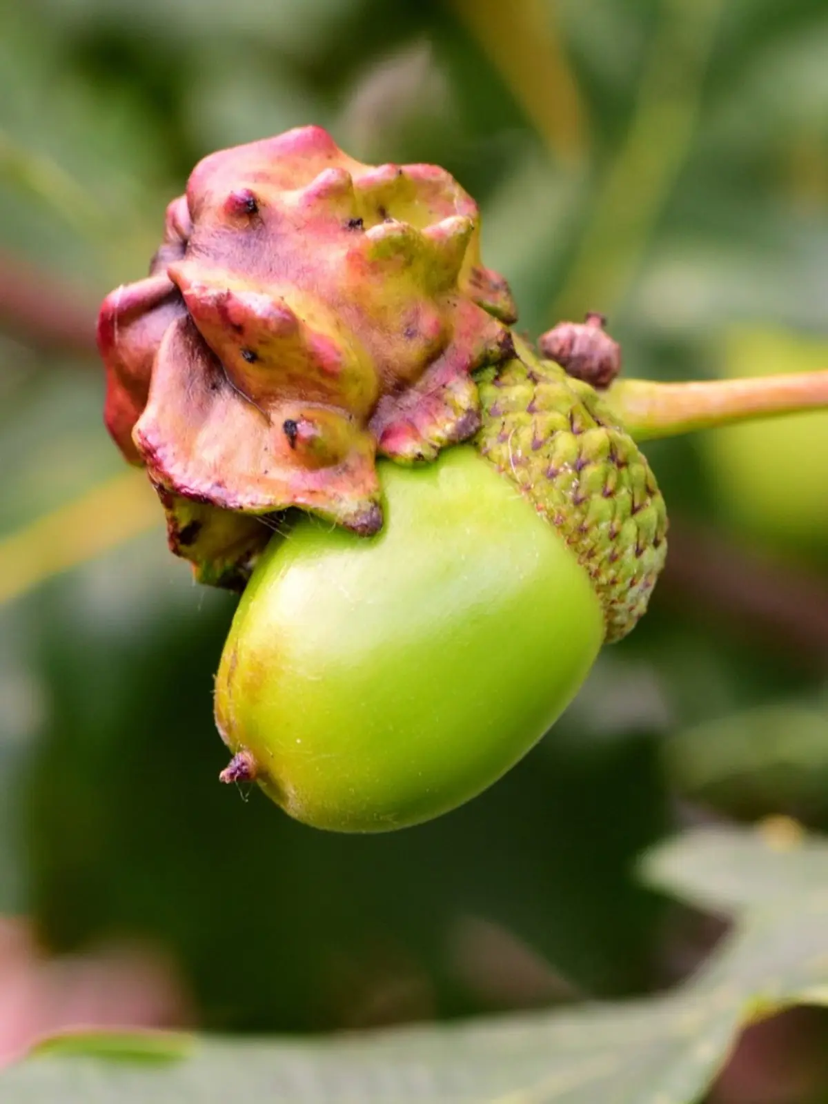 a close-up photograph shows a green acorn with a highly abnormal, bumpy, and discolored cap that appears pinkish-red and…