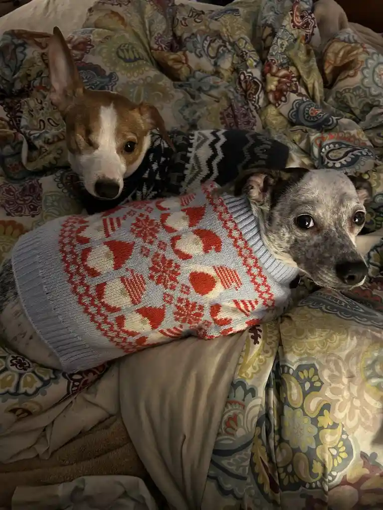 Two dogs lie on a patterned bedspread, each wearing a different knitted sweater. The dog in the foreground wears a light…