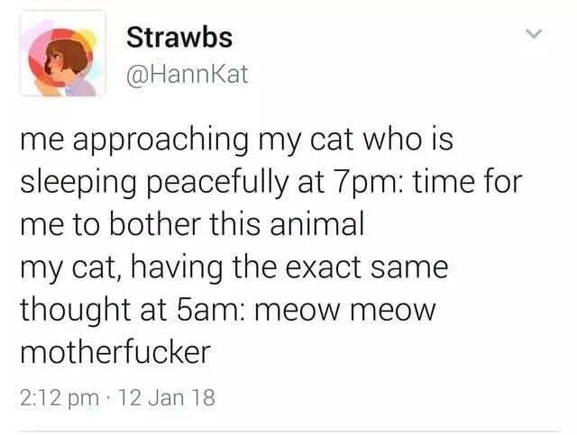 A screenshot of a tweet from user 'Strawbs' (@HannKat) showing a humorous complaint about a cat's behavior. The text…