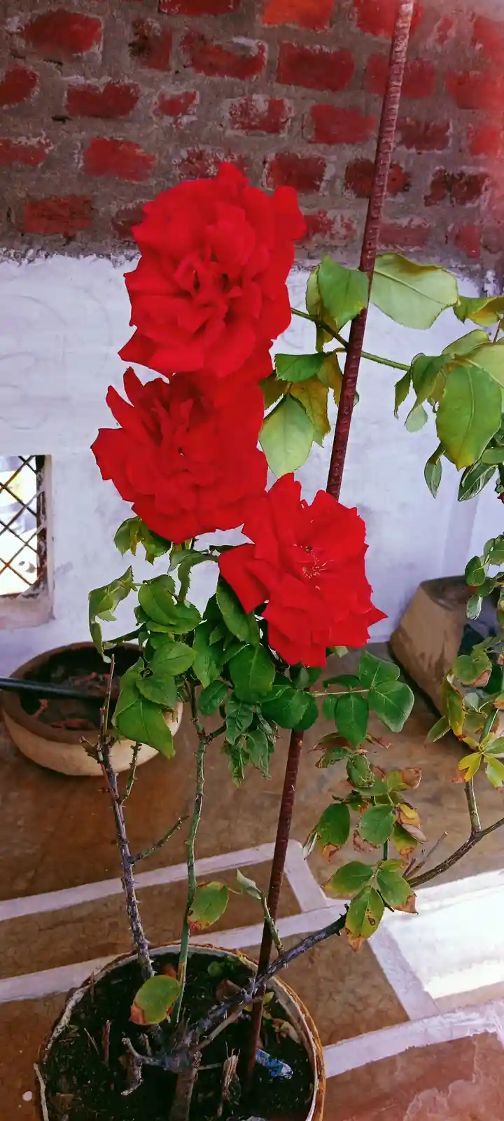 A potted rose bush with three vibrant red blooms and green leaves, some showing brown spots, stands against a red brick and…