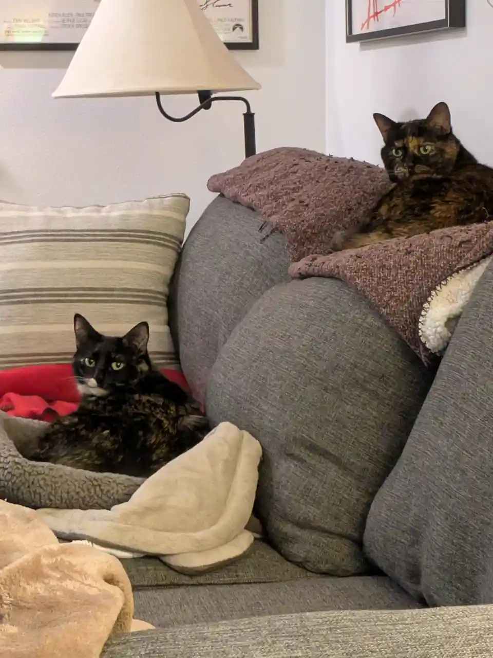 Two tortoiseshell cats sit in a living room, one on a grey couch cushion and the other in a grey pet bed, both looking…