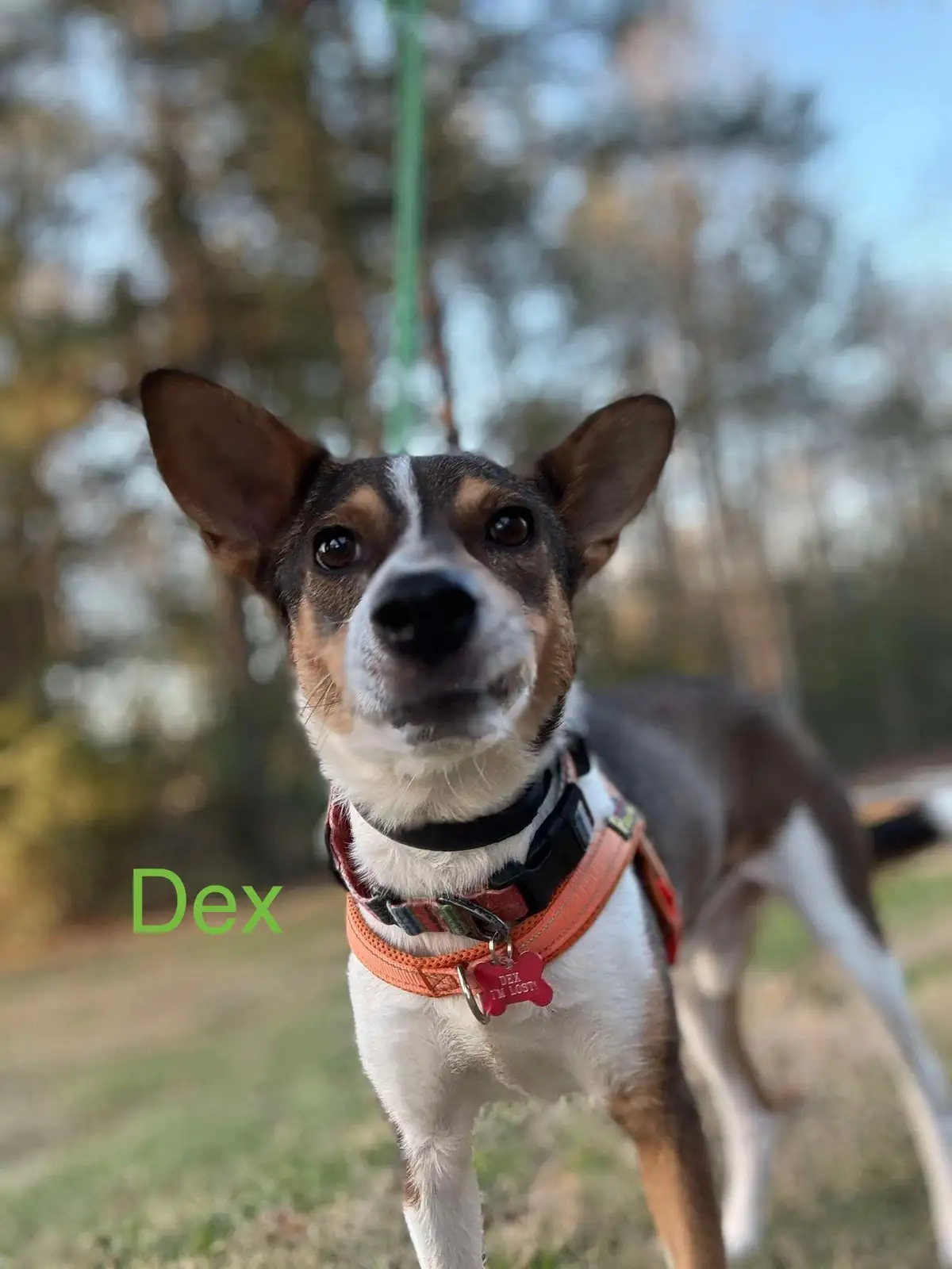 A close-up photo of a small, alert dog with brown, black, and white fur, wearing an orange harness and a black collar. A red…