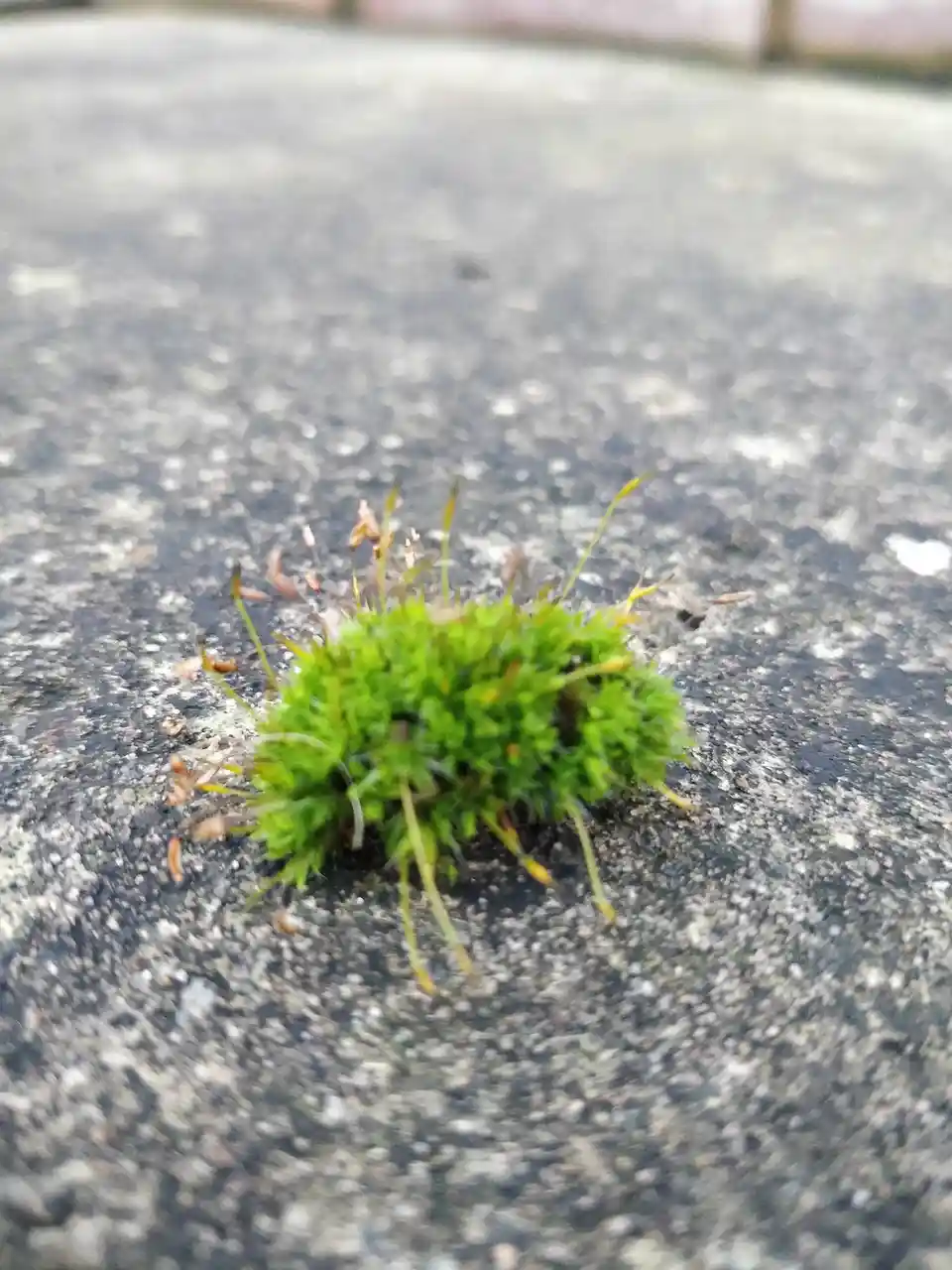 A close-up photo shows a small, vibrant green clump of moss growing on a rough, gray concrete surface. The moss has a…