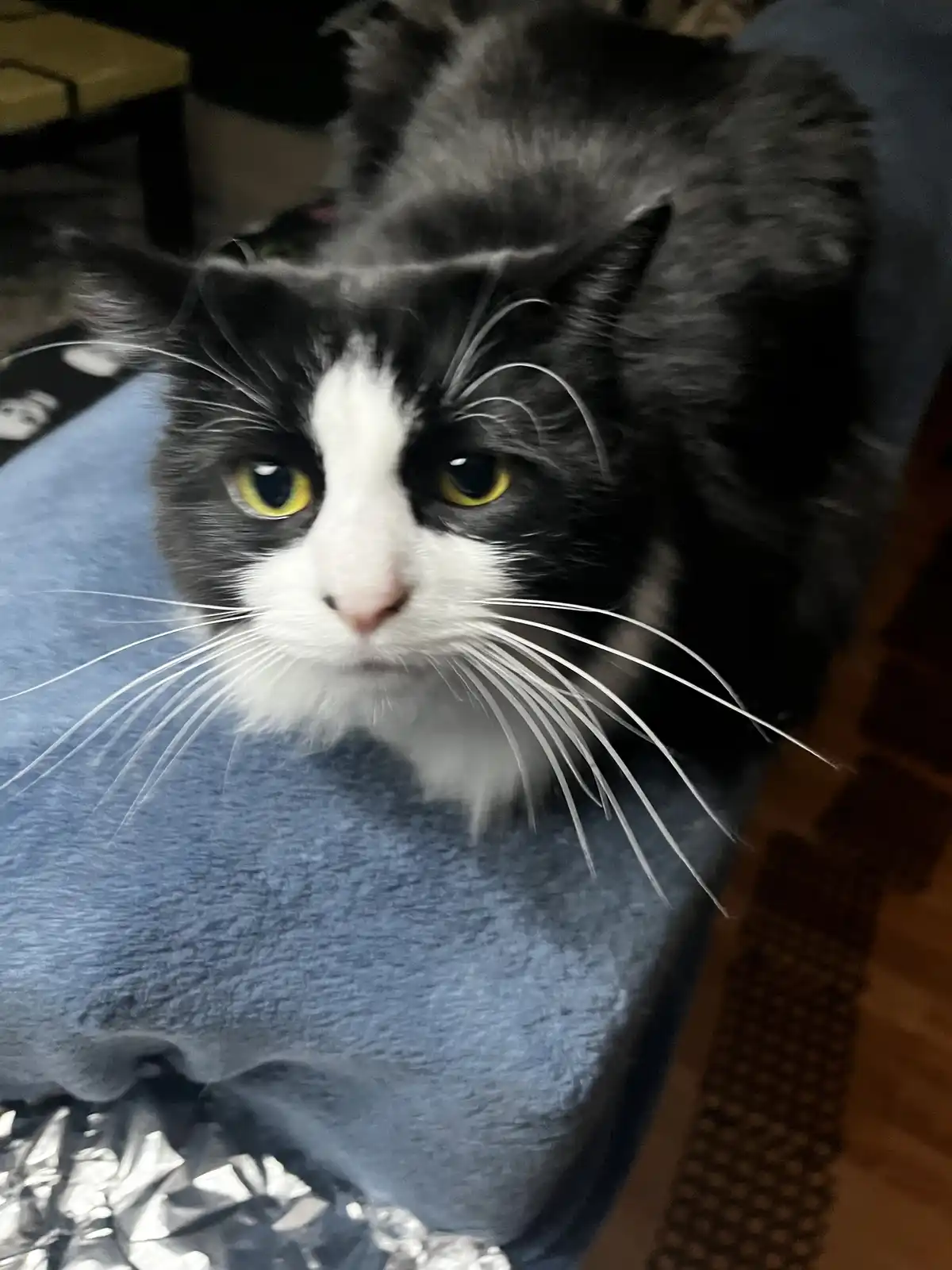 A black-and-white cat with yellow eyes and long white whiskers stares directly at the camera with a displeased expression…