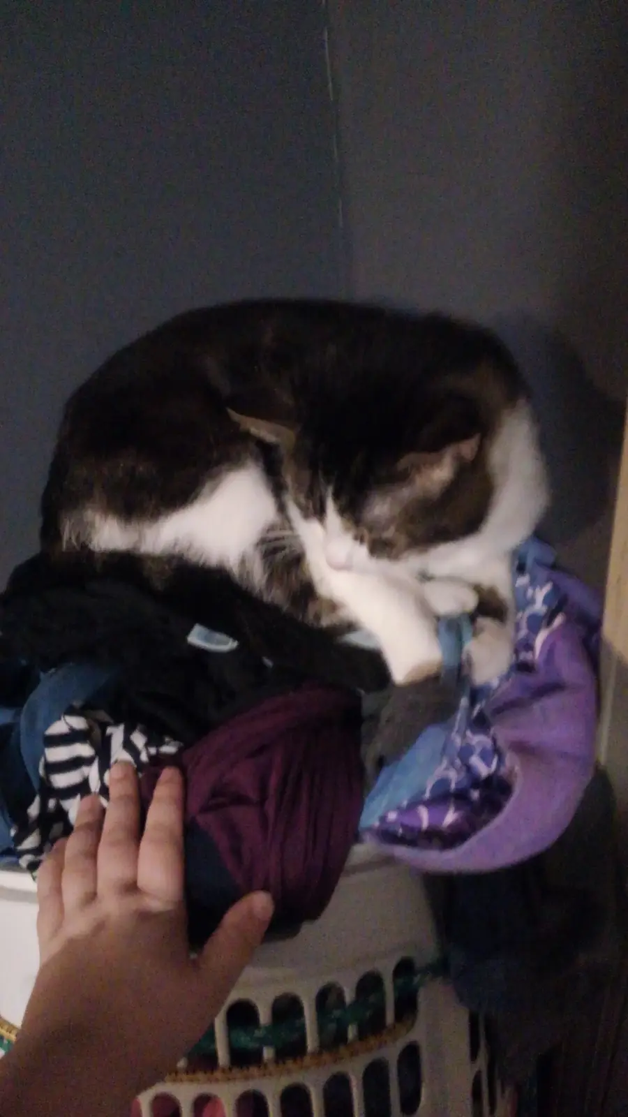 A brown and white cat is curled up and sleeping atop a pile of clothes in a laundry basket. A human hand is visible at the…