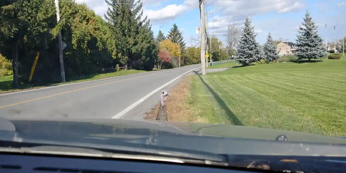 A turkey stands in the grassy shoulder of a rural road, viewed from inside a car with the dashboard visible in the…