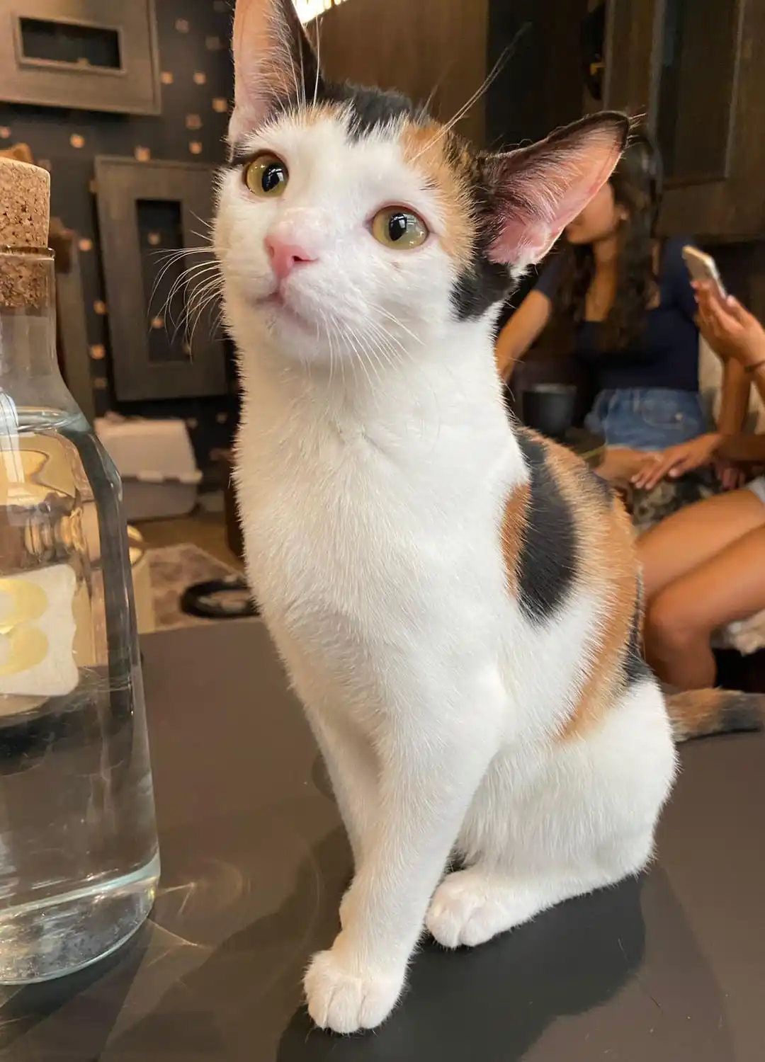 A calico cat with white, black, and orange fur sits upright on a dark table, looking upward with wide, expressive eyes. To…