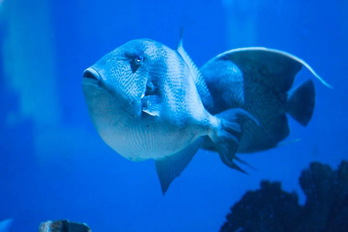 Just a fish... or is it more?
