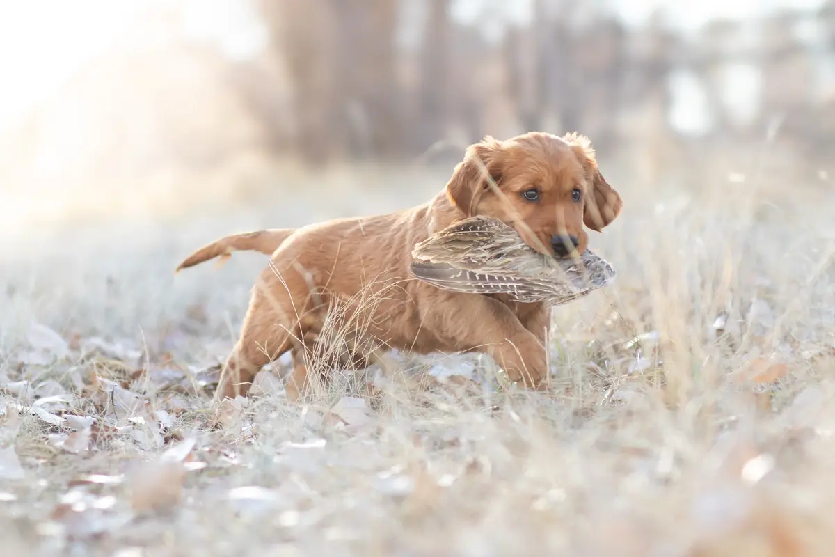A young golden retriever puppy is running through a field of dry grass and fallen leaves, carrying a small bird in its…