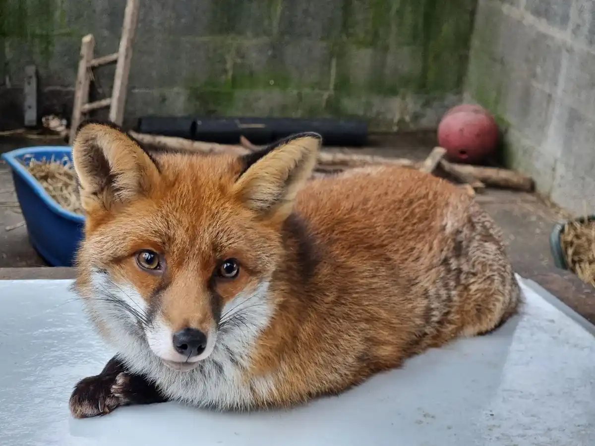 A red fox with a white chest and black-tipped ears lies relaxed on a white surface, looking directly at the camera with a…