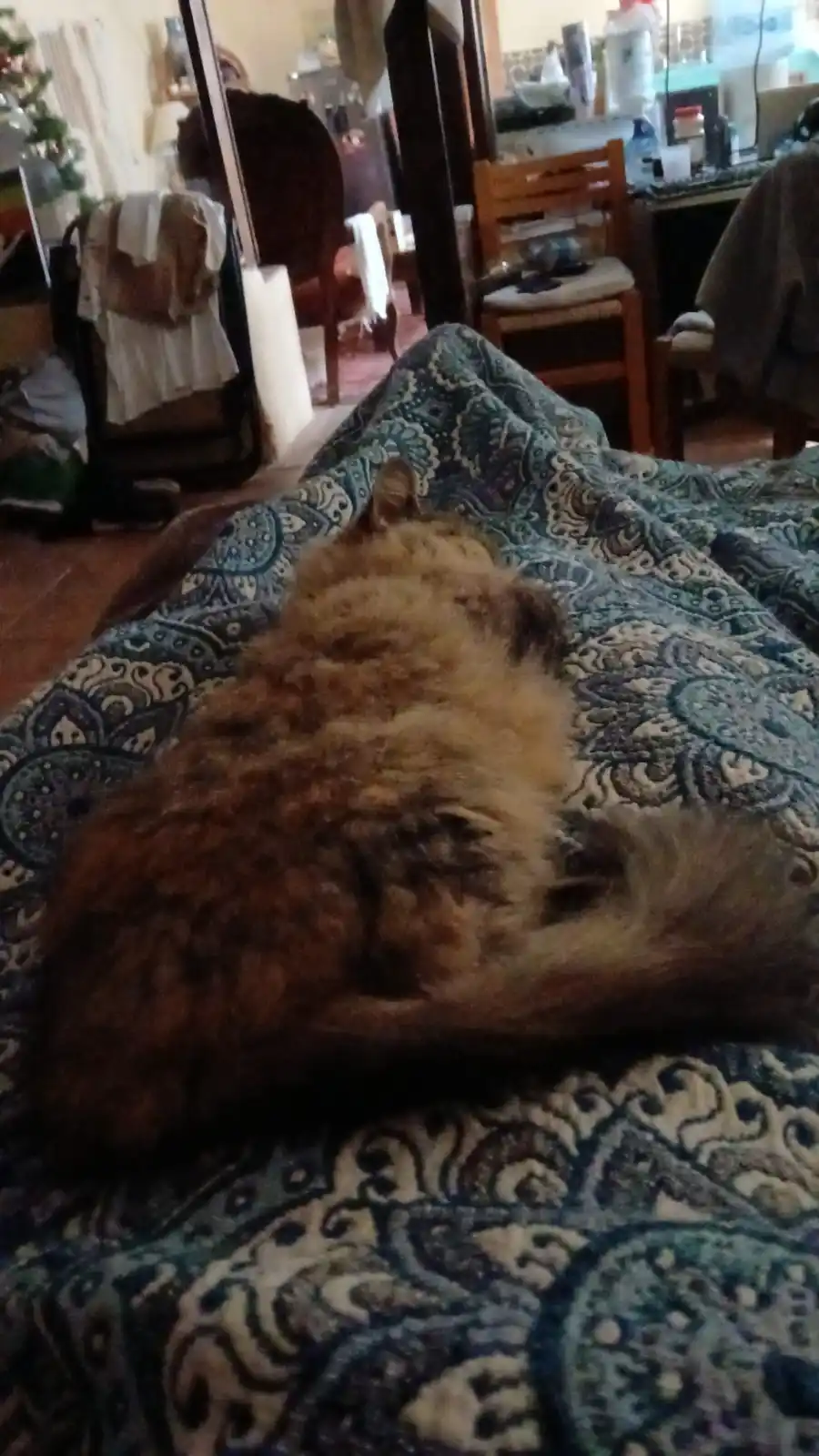 A fluffy, long-haired cat is curled up and sleeping on a patterned blue and white blanket, viewed from behind. The…