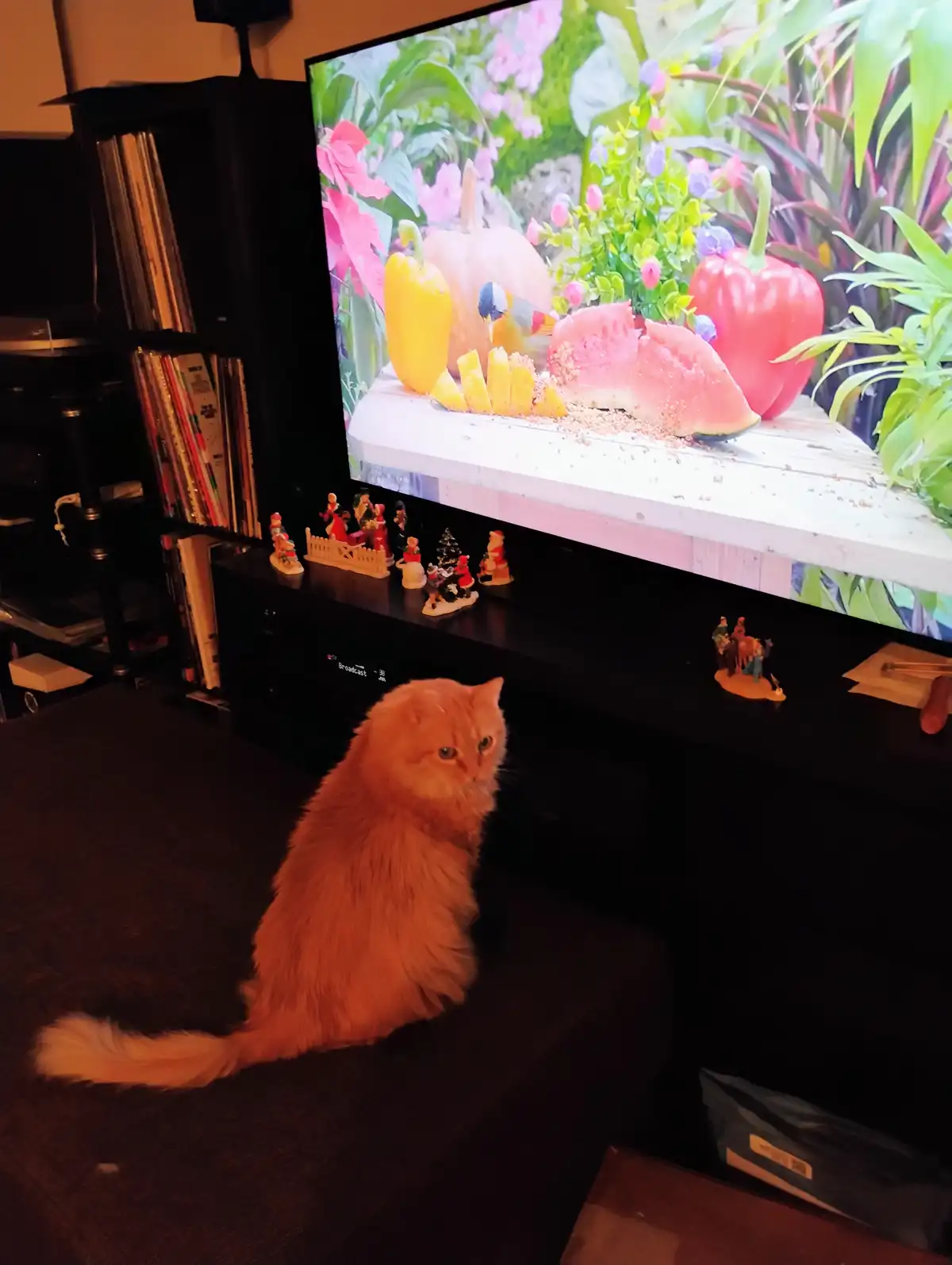 Princess Mimi's Request: Can We Watch Cat TV Together?