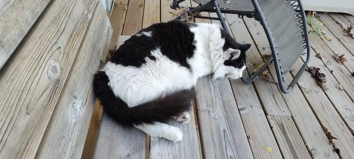 A black and white cat is curled up sleeping on a wooden deck next to a black lounge chair, with scattered autumn leaves…