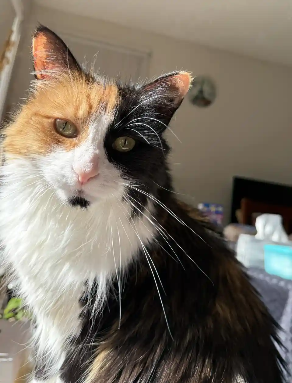 A close-up photo of a long-haired calico cat with a distinct split-face pattern, one side orange and white, the other black…