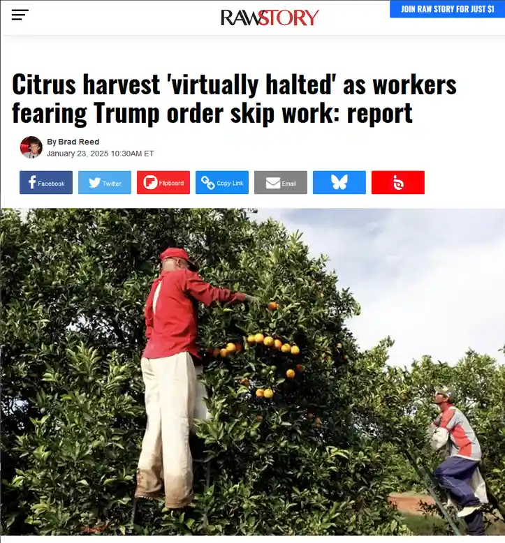 A screenshot of a RawStory news article with a headline about citrus harvest workers skipping work due to fears of a Trump…