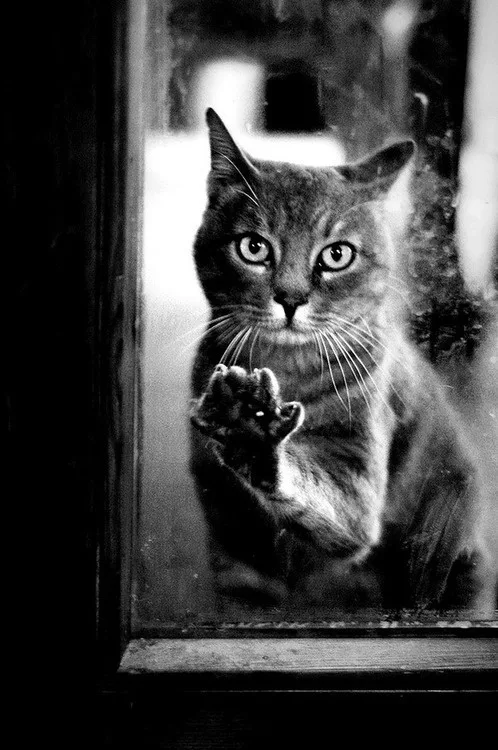 A black and white photo of a cat pressing its paw against a glass window, looking directly at the viewer with wide eyes. The…