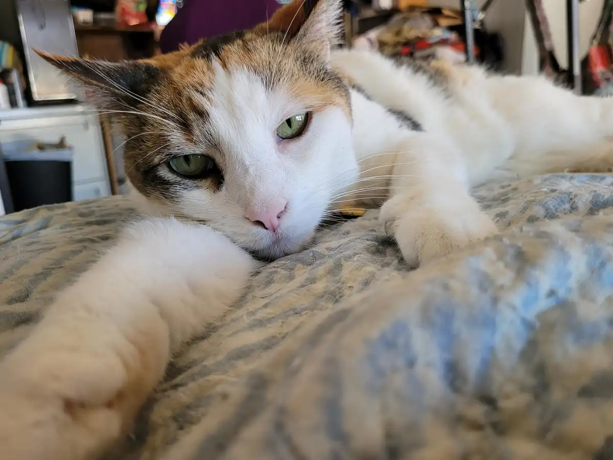 A calico cat with green eyes lies on a patterned blanket, looking directly at the camera with a sleepy, unimpressed…