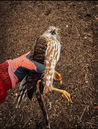 A close-up photo shows a small hawk with brown and white feathers, yellow eyes, and orange talons being held by a gloved…