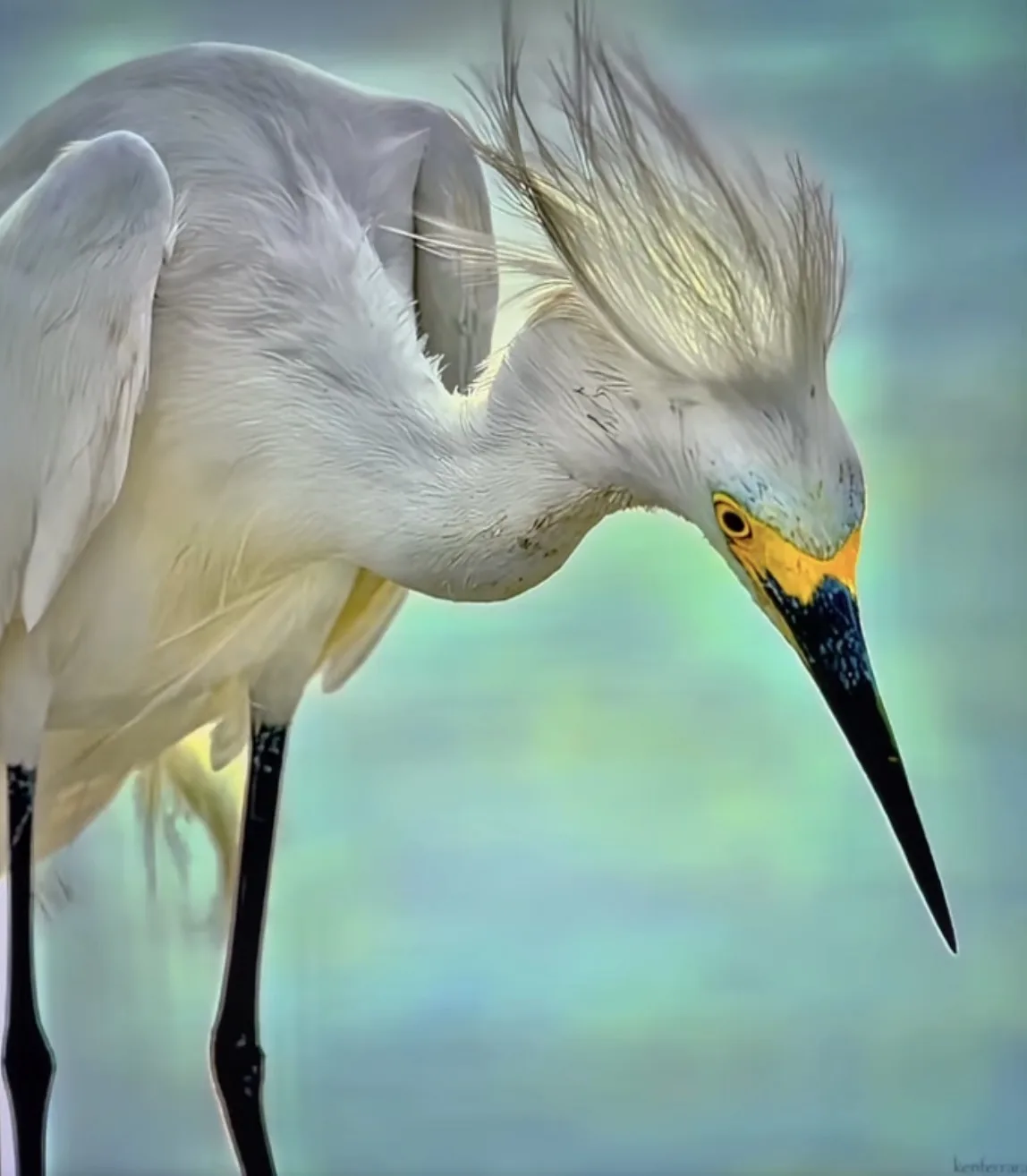 a close-up of a white egret with its head feathers wildly blown upward, resembling a messy haircut, against a soft…