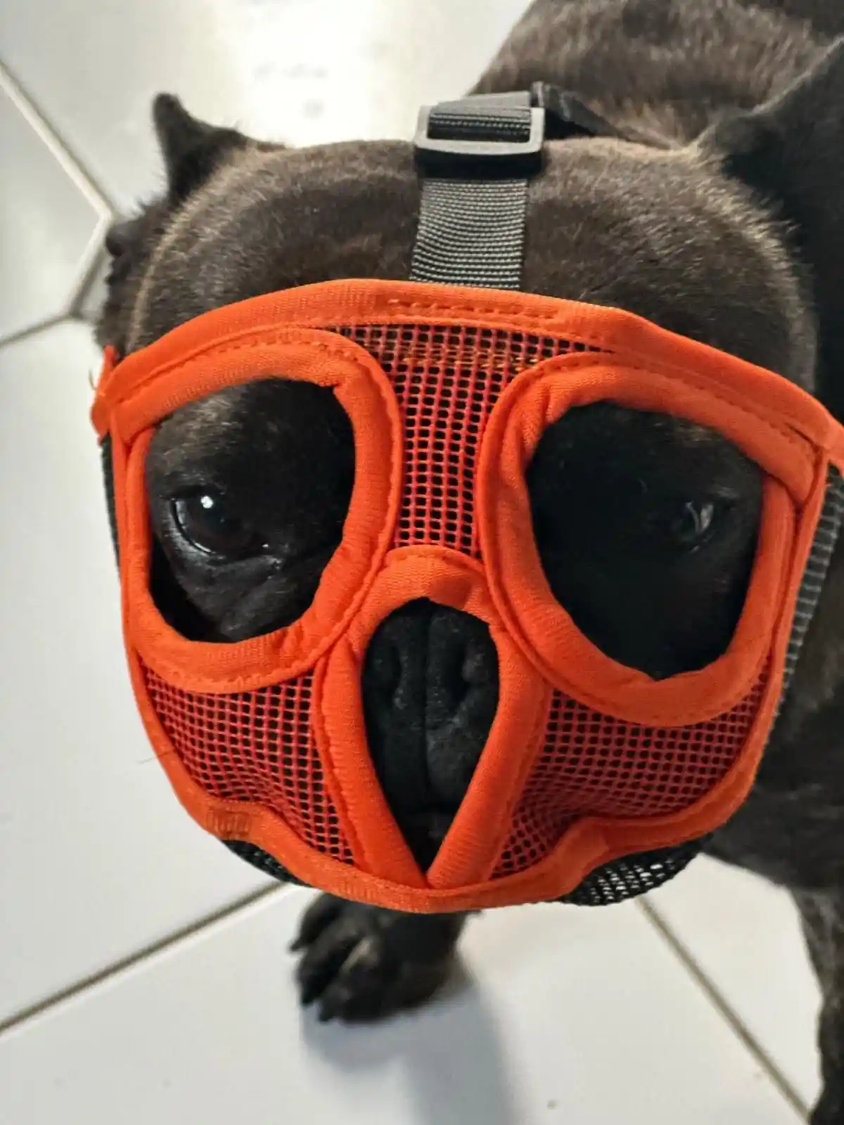 A close-up photo of a black French bulldog wearing a bright orange mesh muzzle that covers its snout and eyes, leaving only…