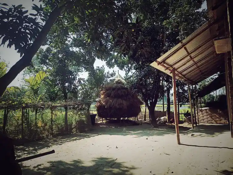 A rural outdoor scene shows a large haystack under trees, next to a corrugated metal roof structure and a fence, with cows…