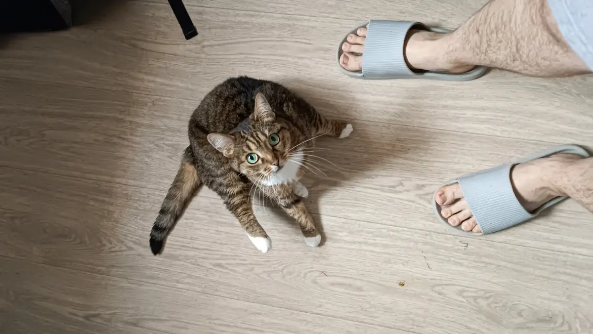 A tabby cat with green eyes and white paws sits on a light wood floor, looking up at a person's feet in light blue slippers…