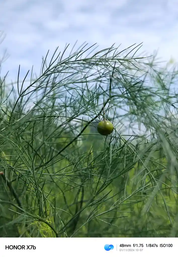 A close-up photo shows a single green asparagus berry hanging among the thin, feathery green asparagus fronds against a…